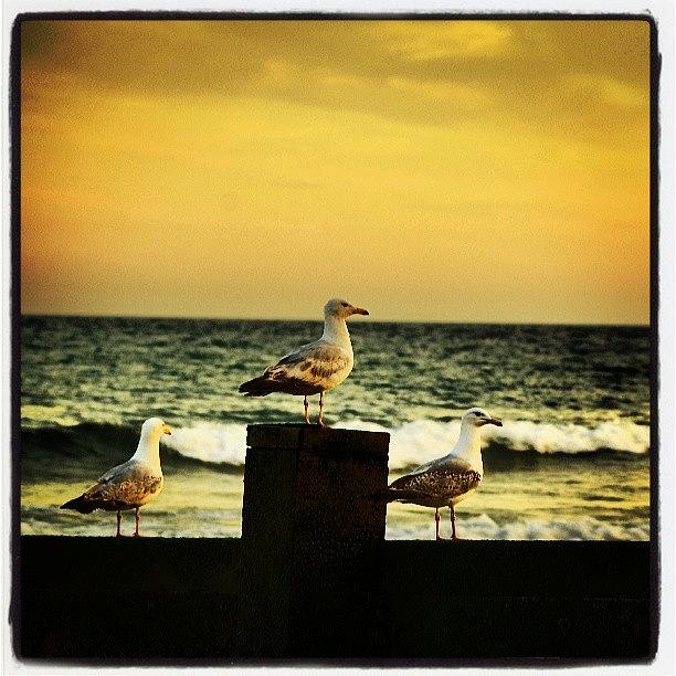 Bird Photograph - Three Seagulls by Marian Farkas