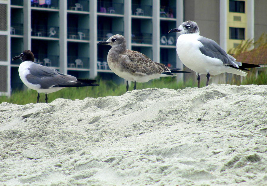 Seagull Photograph - Three Seagulls by Randall Weidner