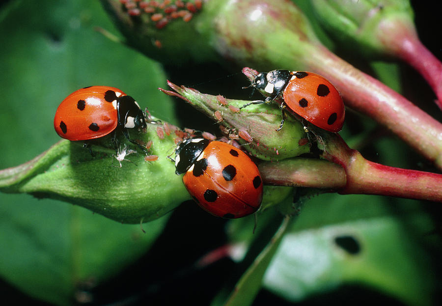 Three Seven-spotted Ladybirds by Dr Jeremy Burgess/science Photo Library