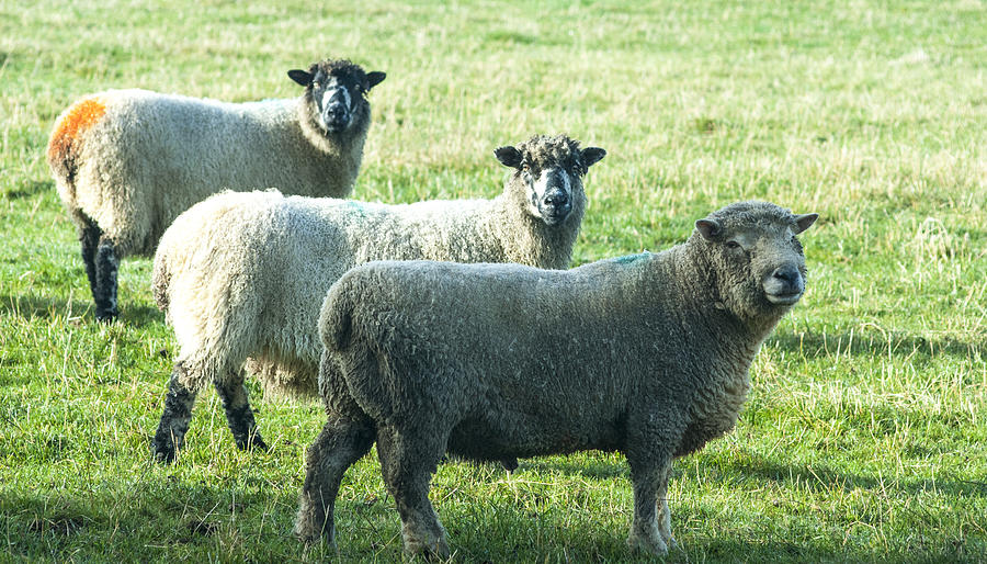 Three Sheep In A Row Photograph by Steven Garratt