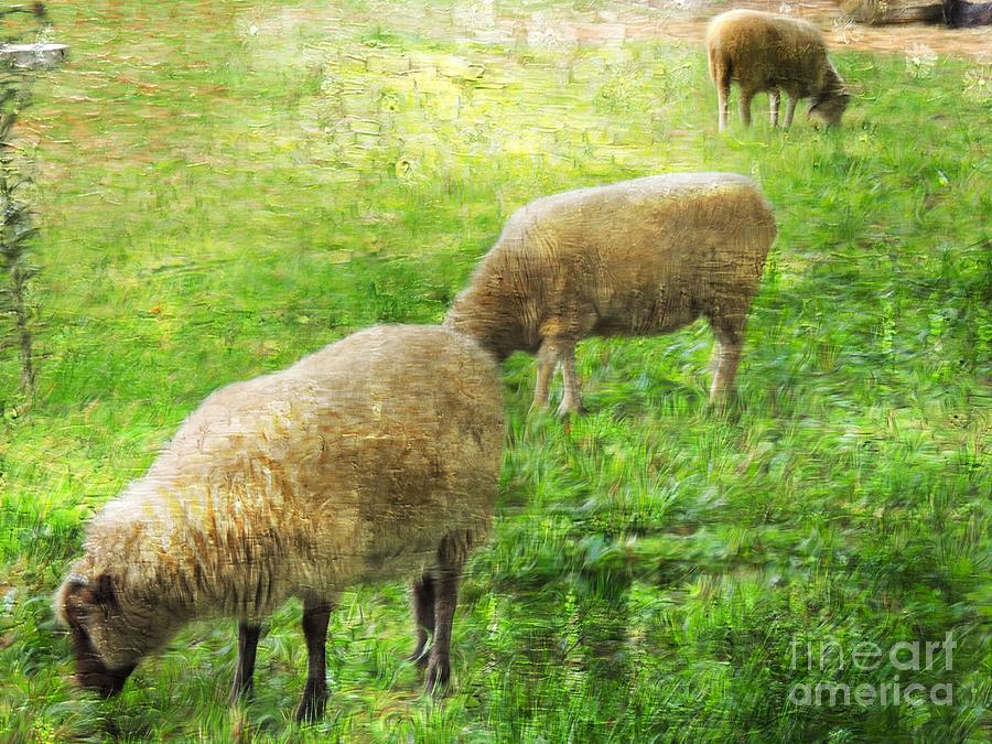 Three Sheep Photograph by Marcia Lee Jones