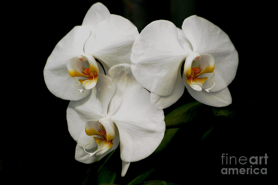 Orchids Photograph - Three Sisters by Living Color Photography Lorraine Lynch