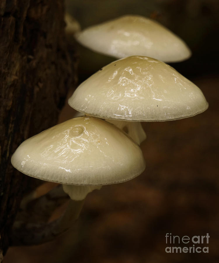Three small mushrooms Photograph by Inge Riis McDonald
