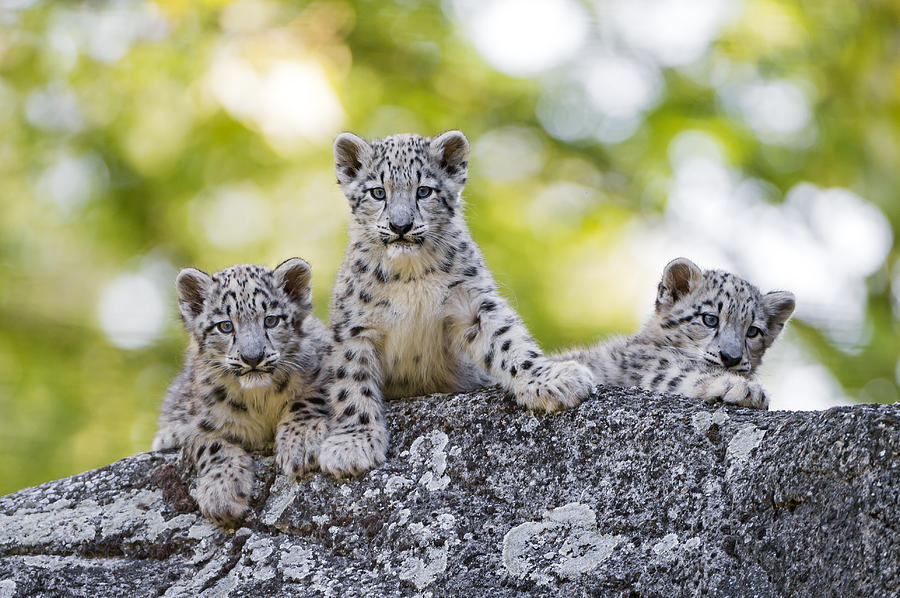 Three snow leopards cubs posing well Photograph by Picture by Tambako the Jaguar