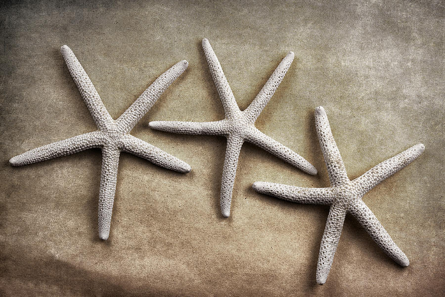 Three Starfish Photograph by Carol Leigh