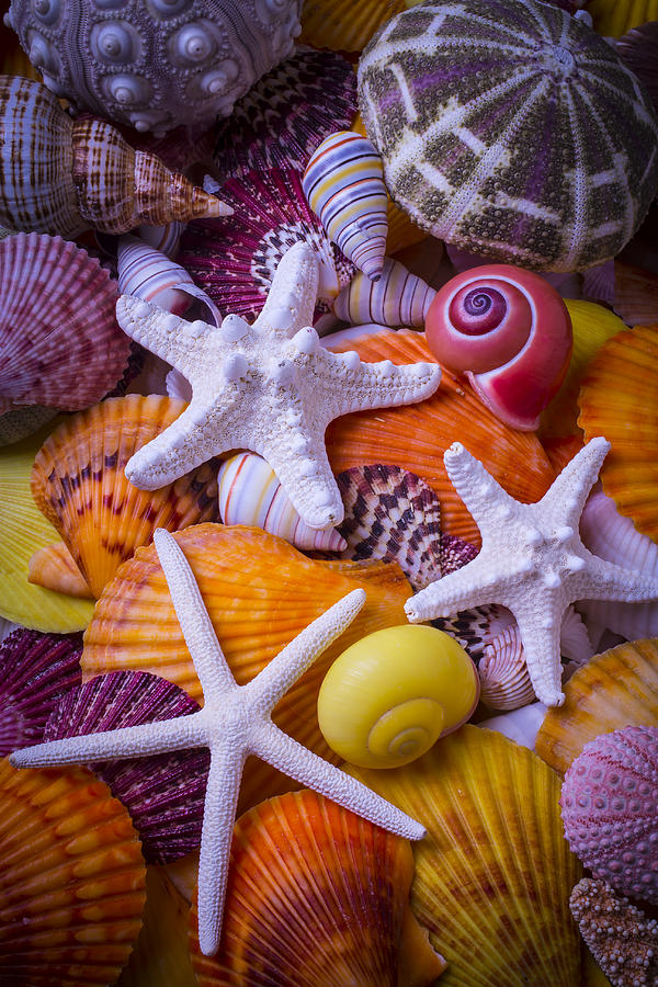 Shell Photograph - Three Starfish by Garry Gay