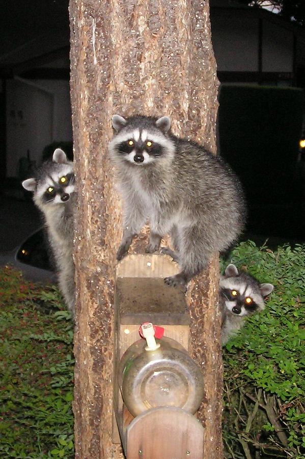 Three Stooges Photograph By Dan Sebring - Fine Art America