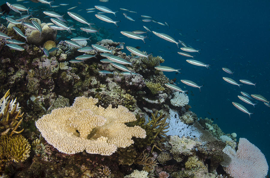 Three-striped Fusiliers And Coral Reef Photograph by Pete Oxford