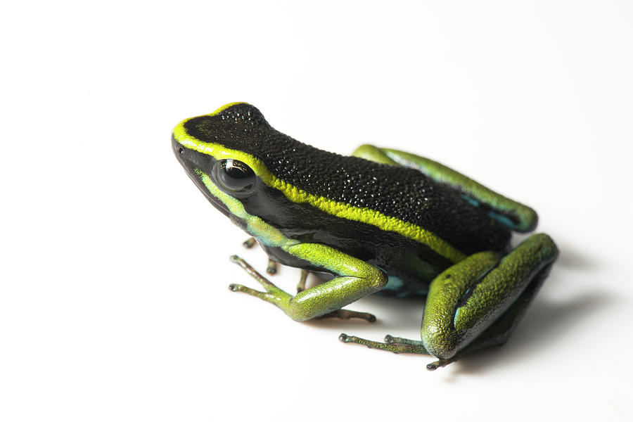 Three Striped Poison Dart Frog Photograph by Louise Murray/science Photo Library