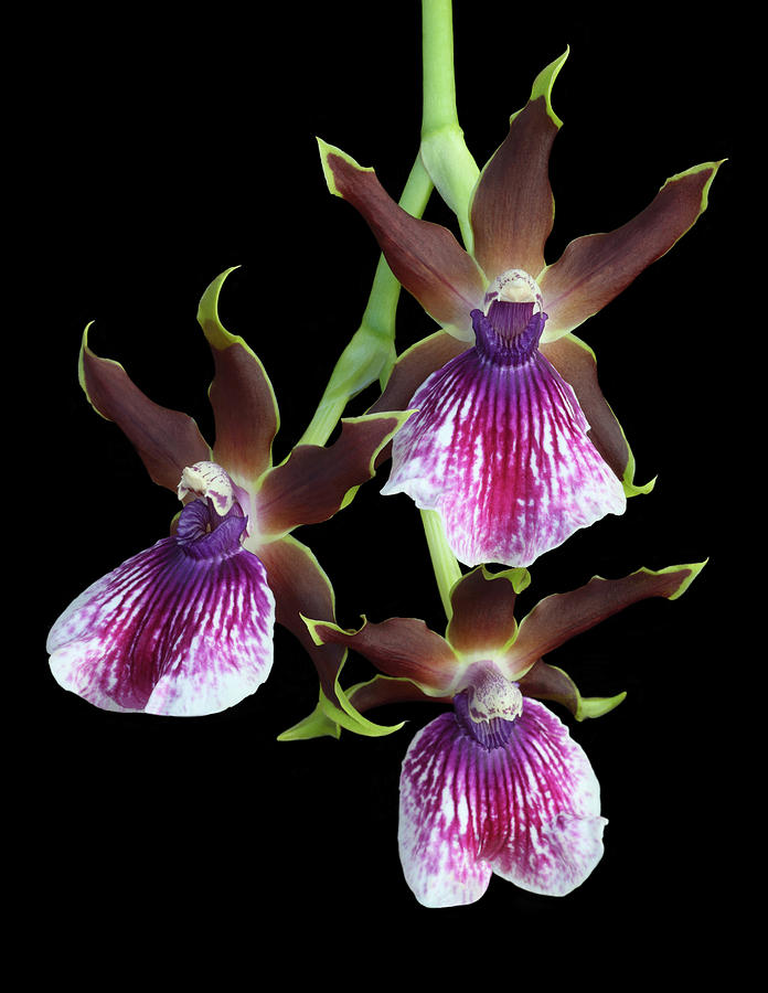 Three Stunning Zygopetalum Orchid Photograph by Rosemary Calvert