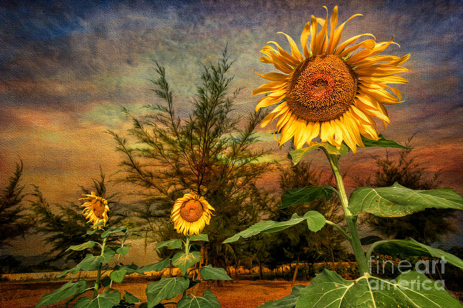 Three Sunflowers Photograph by Adrian Evans