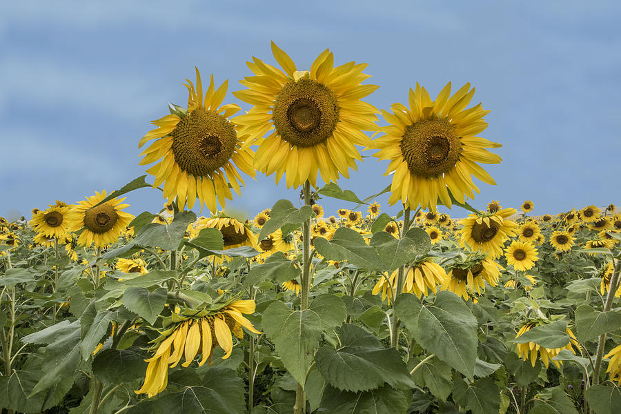 Three Sunflowers At The Front Of A Sunflower Field Photograph by William Bitman