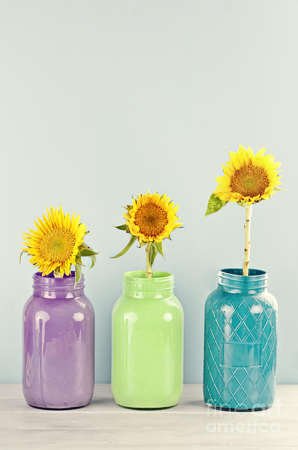 Three Sunflowers Photograph by Stephanie Frey