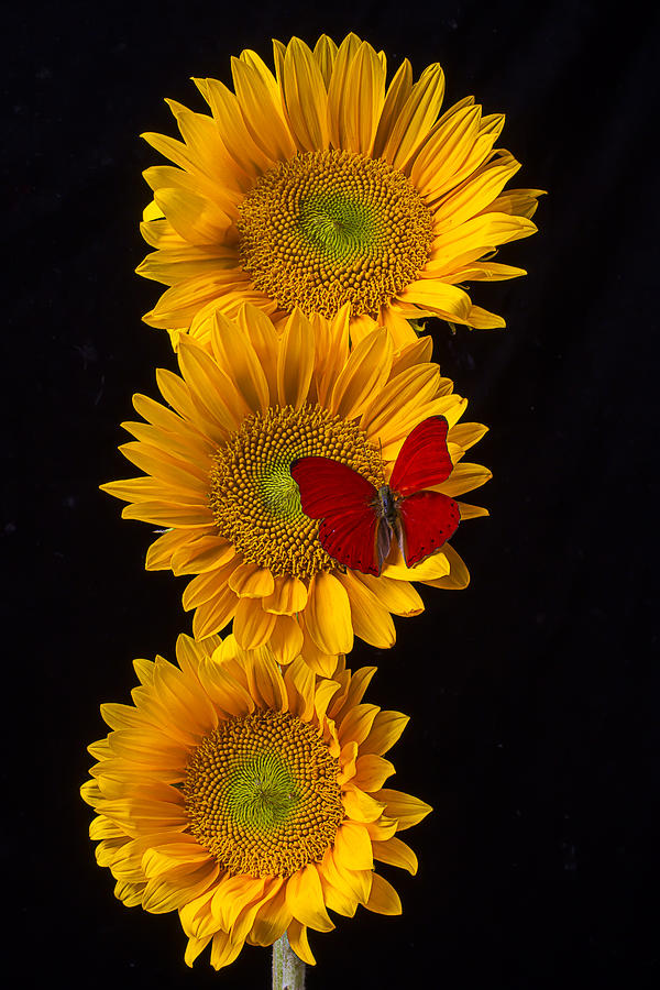 Sunflower Photograph - Three Sunflowers With Red Butterfly by Garry Gay