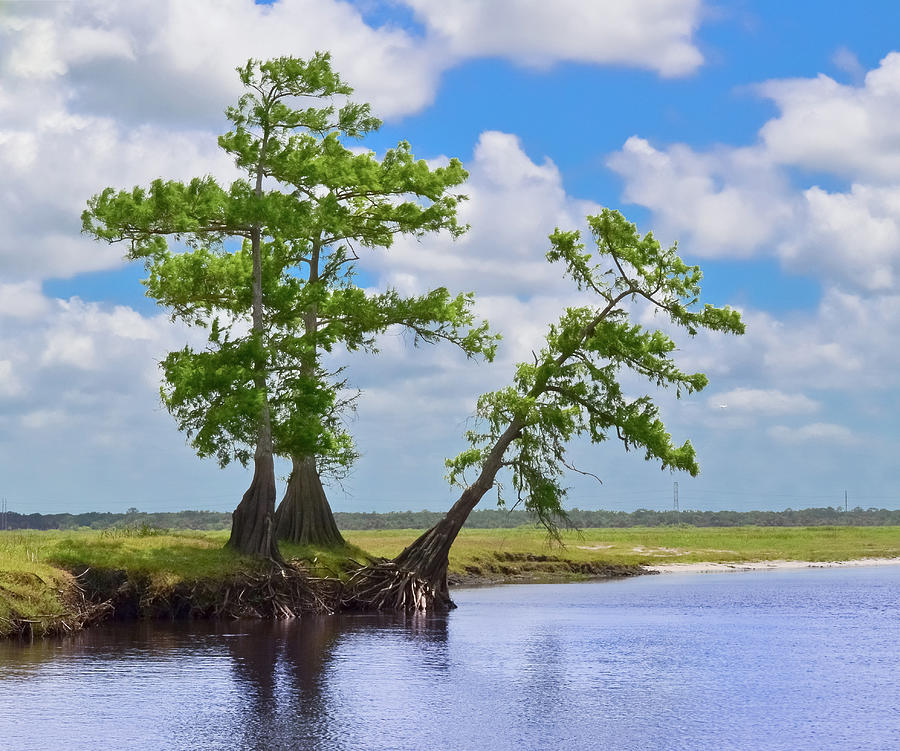 Three Swamp Cypresses One Of Which Is Photograph by Smartshots International