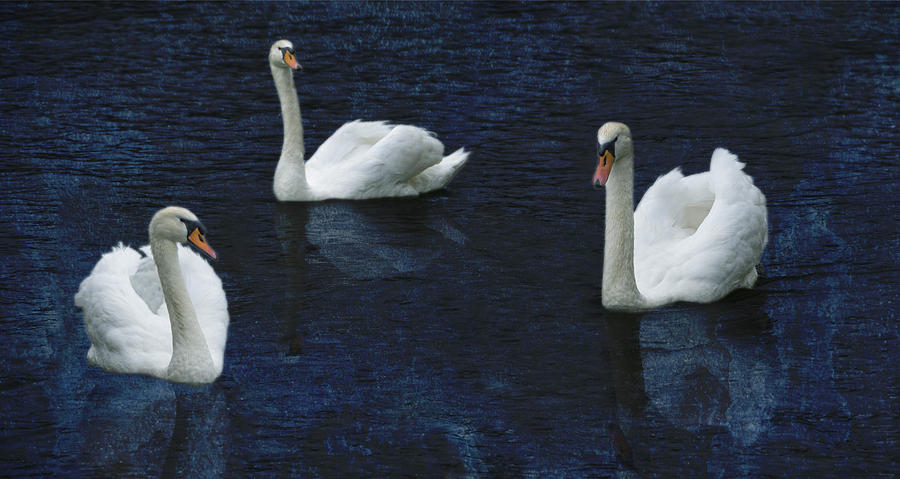Three Swans Photograph by Bob Coates