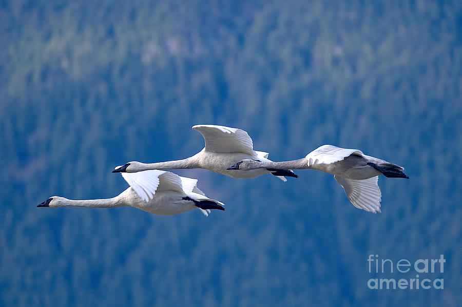 Three Swans Flying Photograph by Sharon Talson