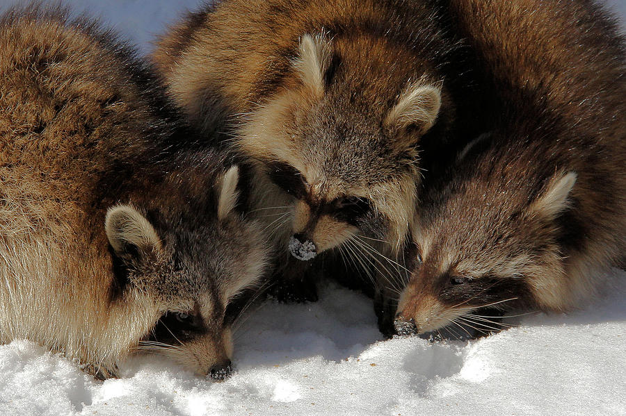 Three sweet raccoons Photograph by Doris Potter