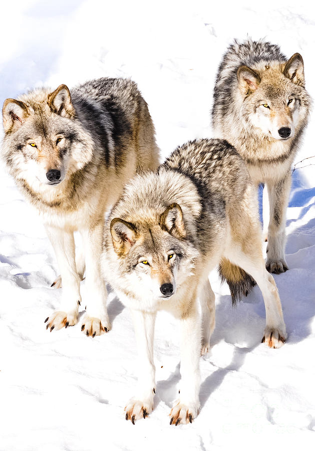 Three Timber Wolves Photograph by Cheryl Baxter