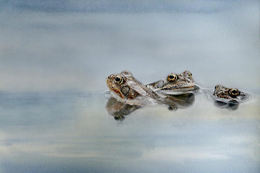 Animal Photograph - Three Toads by Heike Hultsch