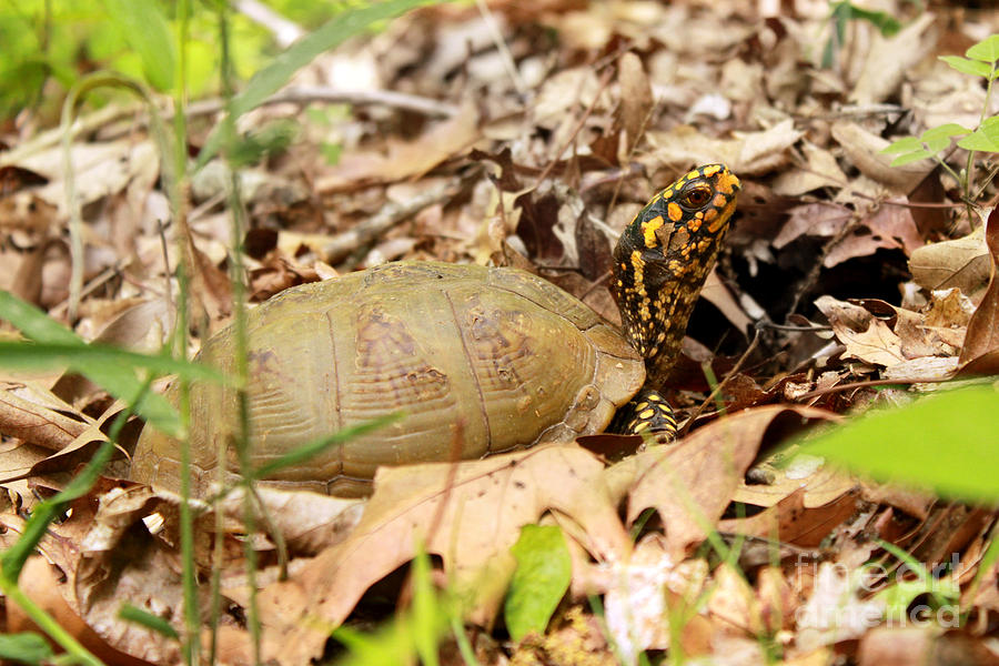 Three toed eastern box turtle on forest floor Photograph by Adam Long