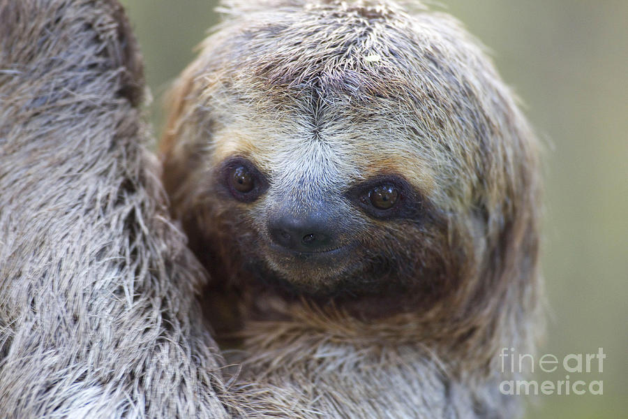 Three-toed Sloth Photograph by BG Thomson