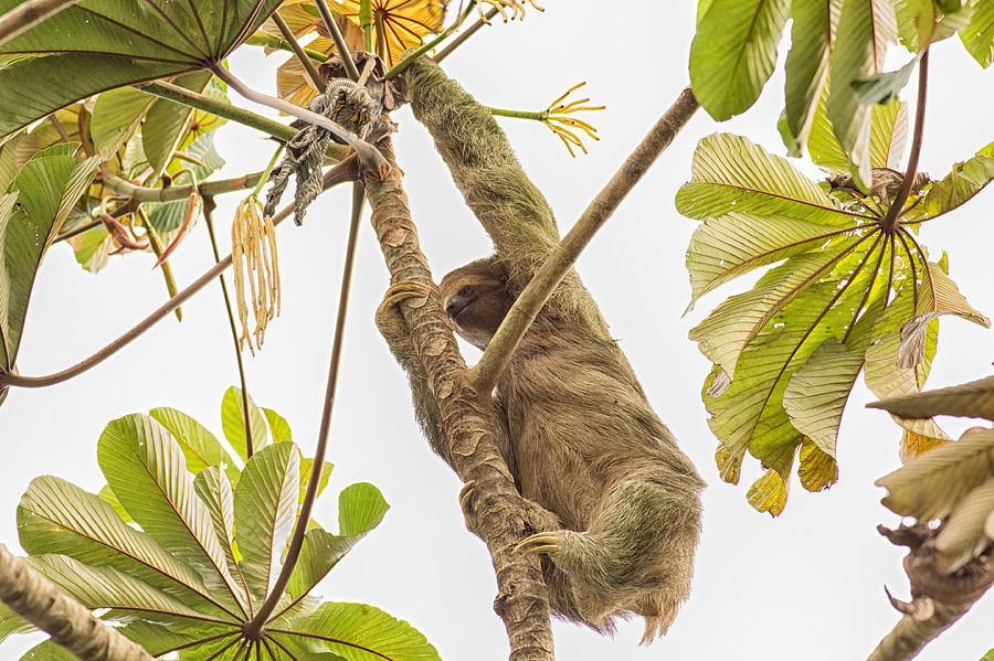 Three Toed Sloth Climber Photograph by Natural Focal Point Photography