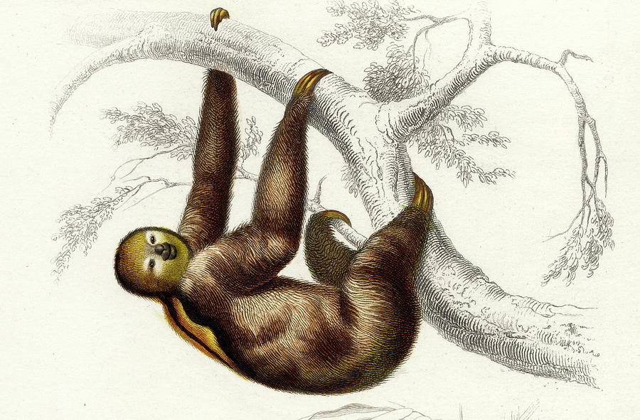 Three-toed Sloth Photograph by Collection Abecasis