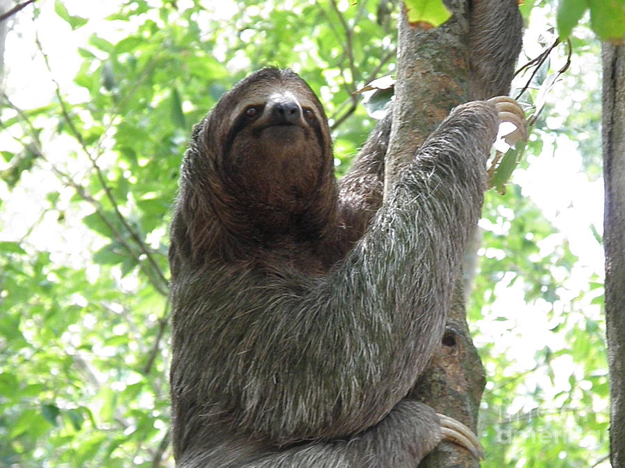 three toed sloth