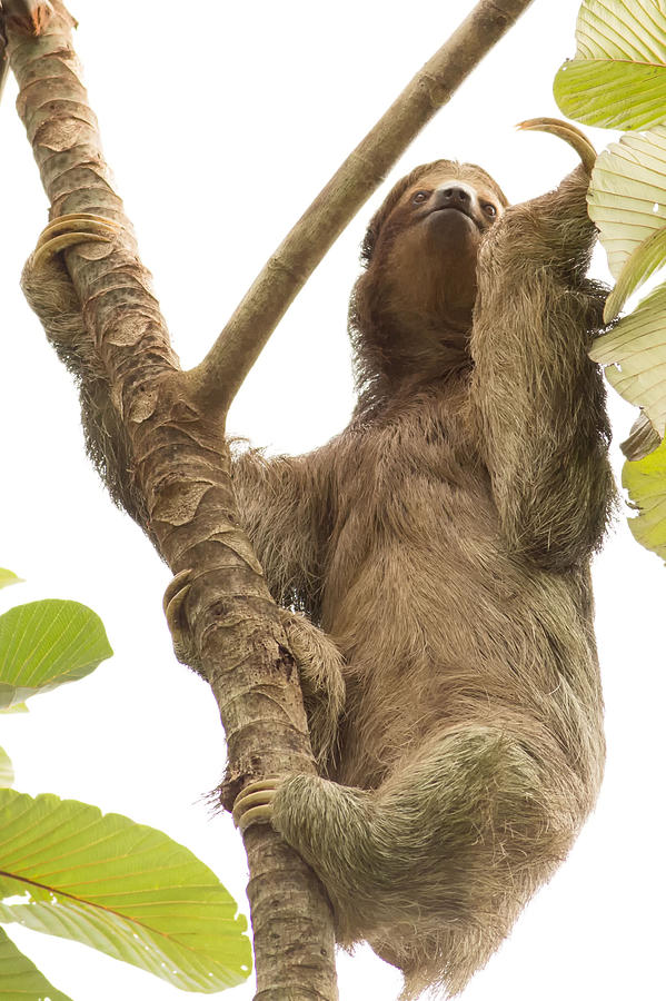 Three Toed Sloth in Costa Rica Photograph by Natural Focal Point Photography