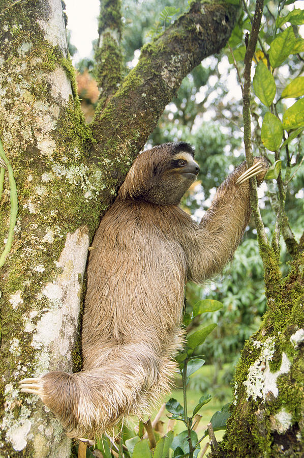 3 toed sloth