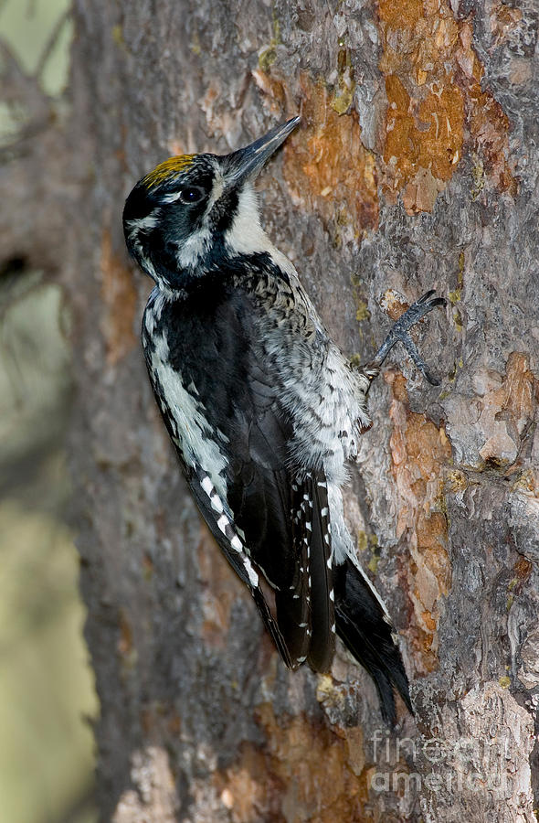 Wildlife Photograph - Three-toed Woodpecker by Anthony Mercieca