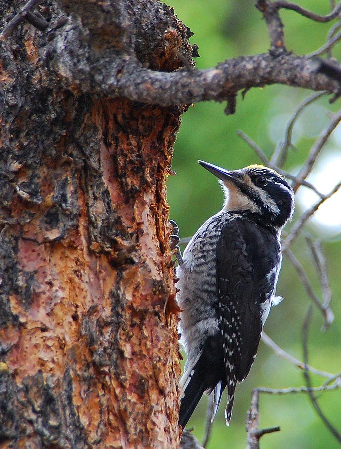 Three-toed Woodpecker Photograph by Cascade Colors