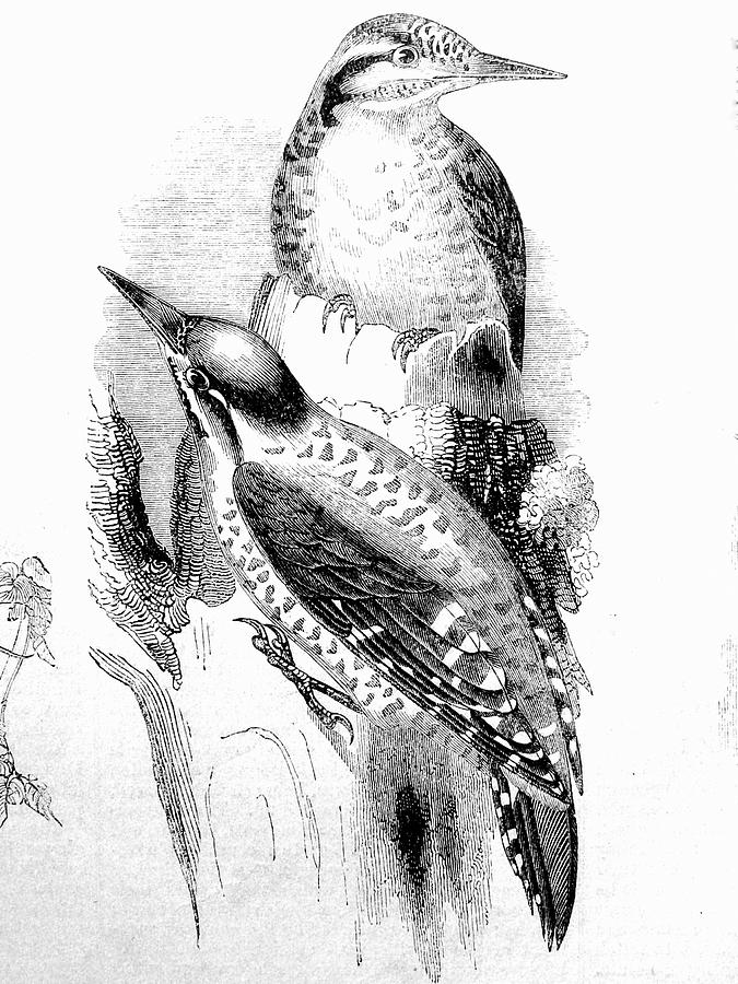 Bird Drawing - Three-toed Woodpeckers by Michael Dohnalek