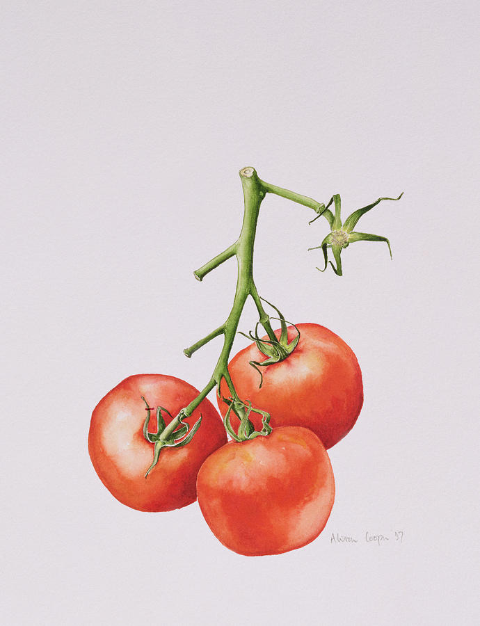 Tomato Painting - Three Tomatoes on the Vine by Alison Cooper