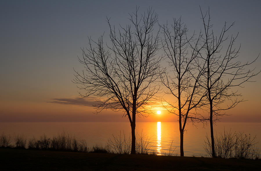 Three Trees and the Sun Photograph by Georgia Mizuleva