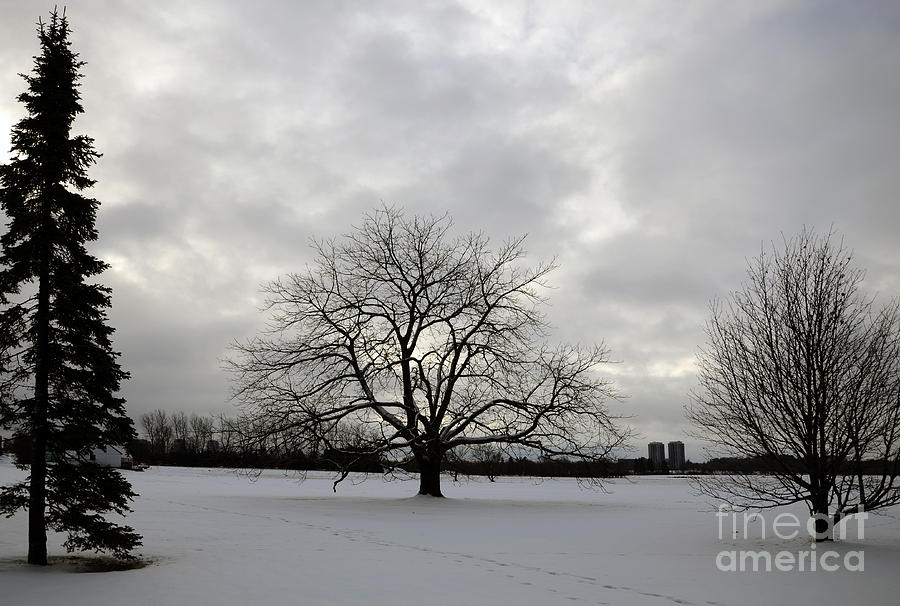 Tree Photograph - Three Trees by Andre Paquin