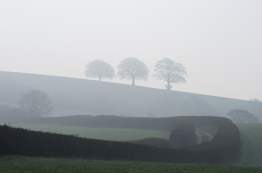 Three trees in the mist Photograph by Pete Hemington