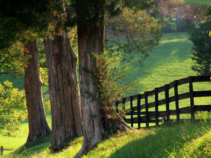 Three Trees Photograph by Michael L Kimble
