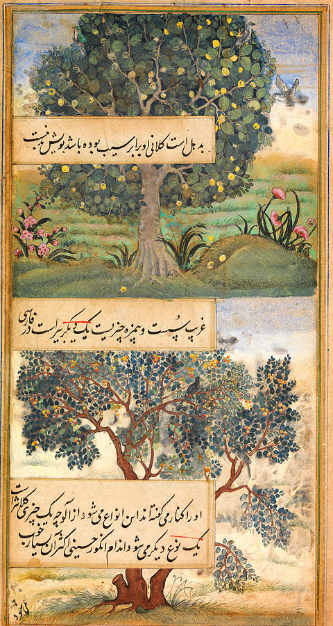 Ottoman Painting - Three Trees of India by Celestial Images