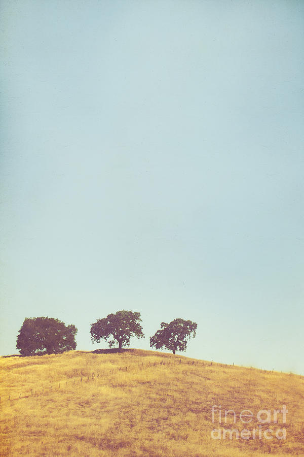 Three Trees on a Hill Photograph by Margie Hurwich