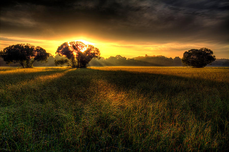 Three Trees Photograph by Ralph Reichert - Fine Art America