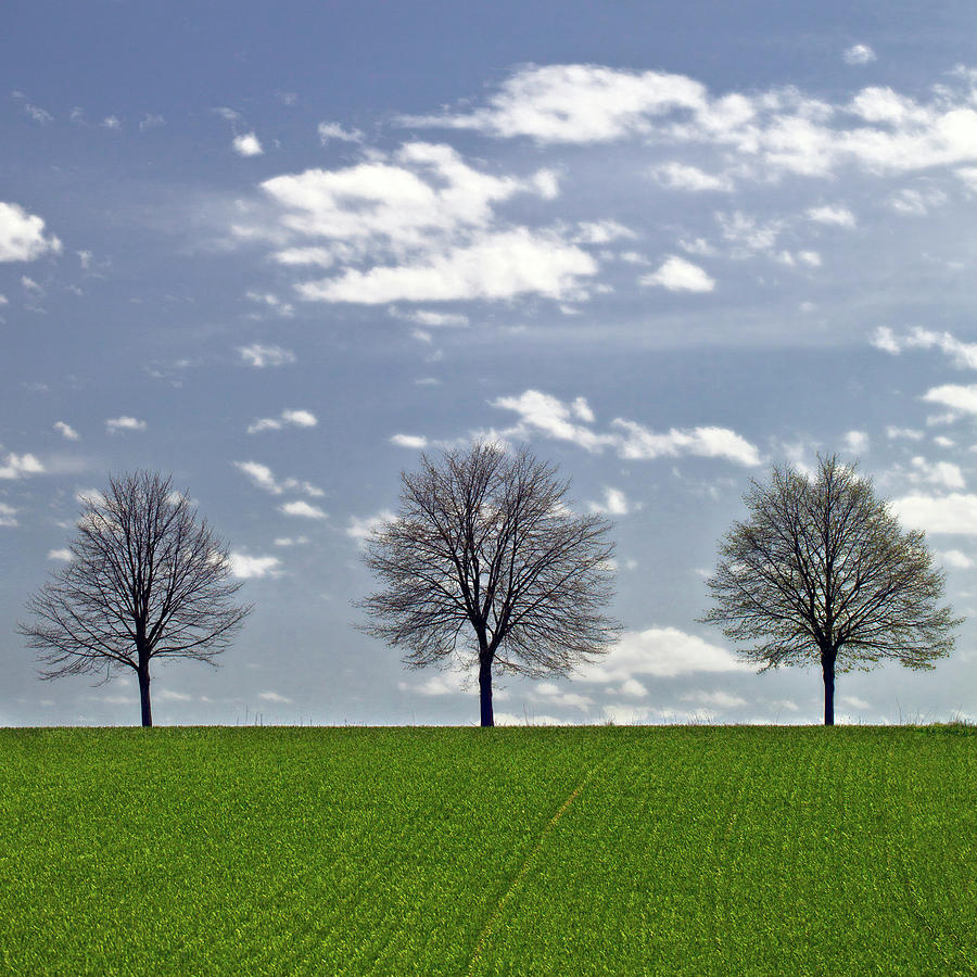 Three Trees by Reinhard Goldmann