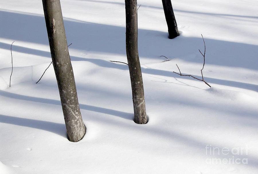 Three Trees Snow Photograph by Tom Brickhouse