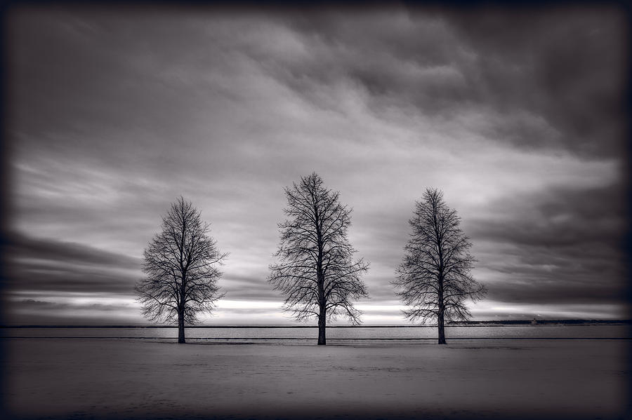 Three Trees Photograph by Steve Gadomski