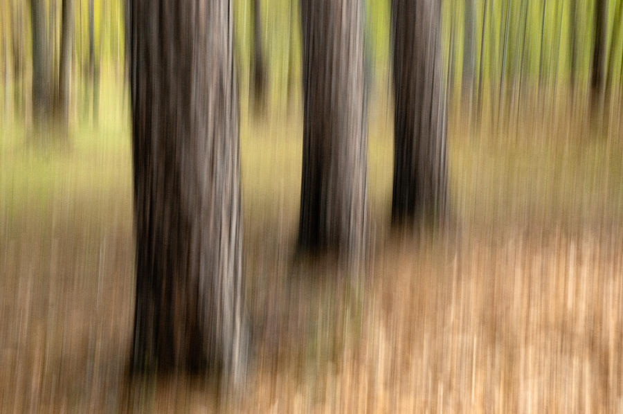 Three Trees. Streaky Tree Abstract Photograph by Rob Huntley