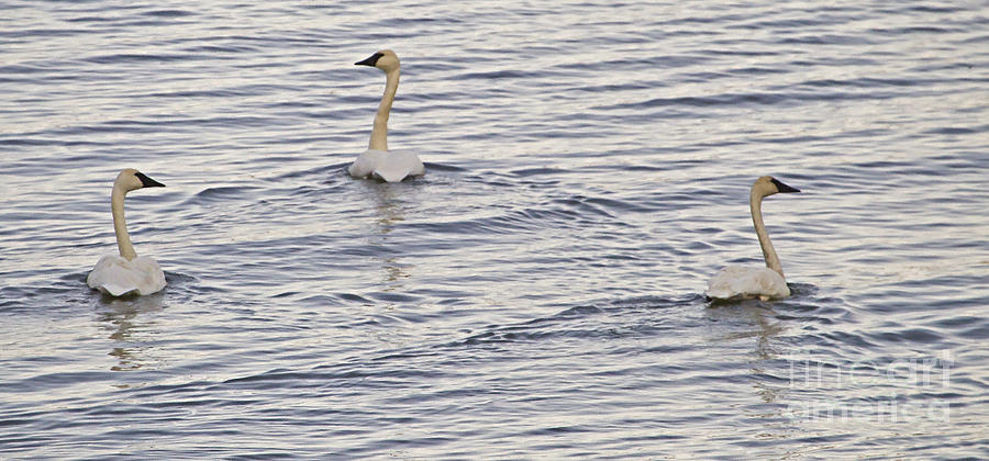 Three Trumpeter Swans   #0926 Photograph by J L Woody Wooden