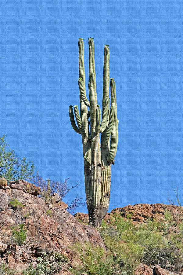 Three Trunk Saguaro On The Rocks Photograph by Tom Janca