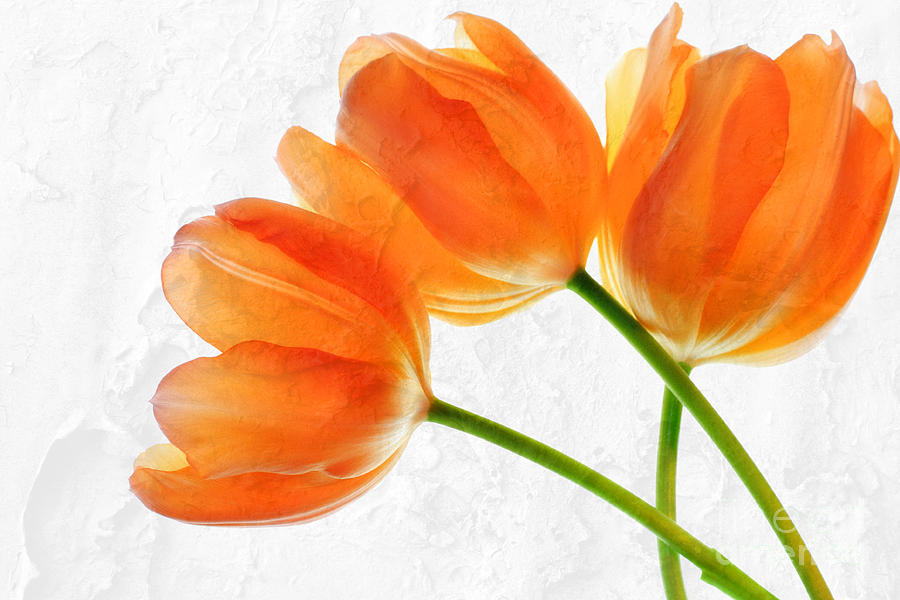 Three Tulip Flowers with paint texture Photograph by Charline Xia