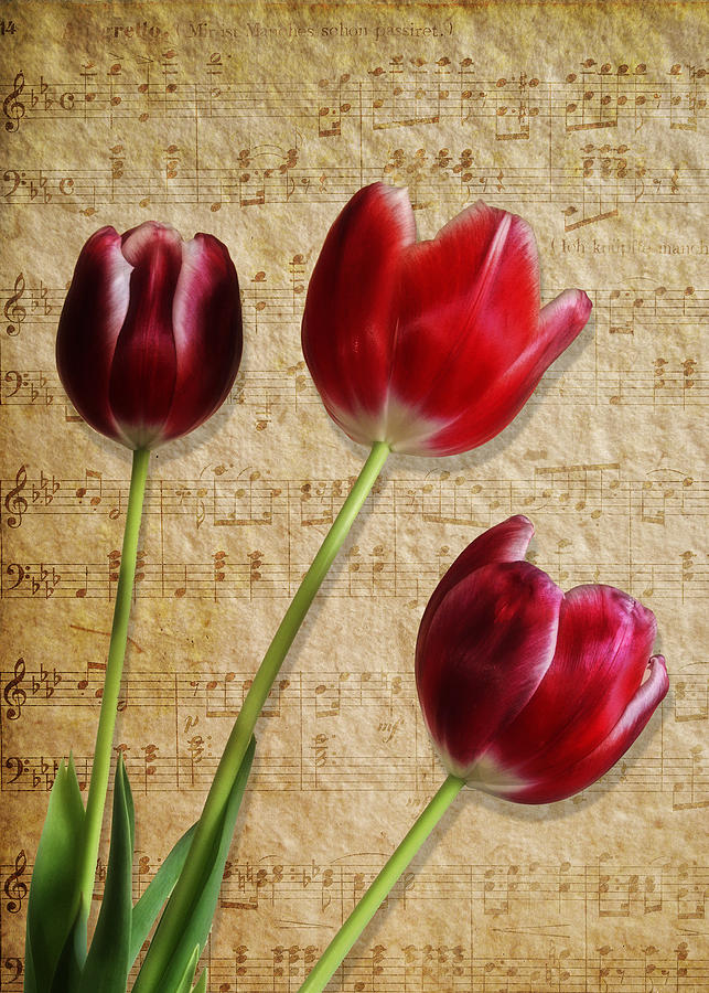 Three Tulips and Music Photograph by Maria Holmes